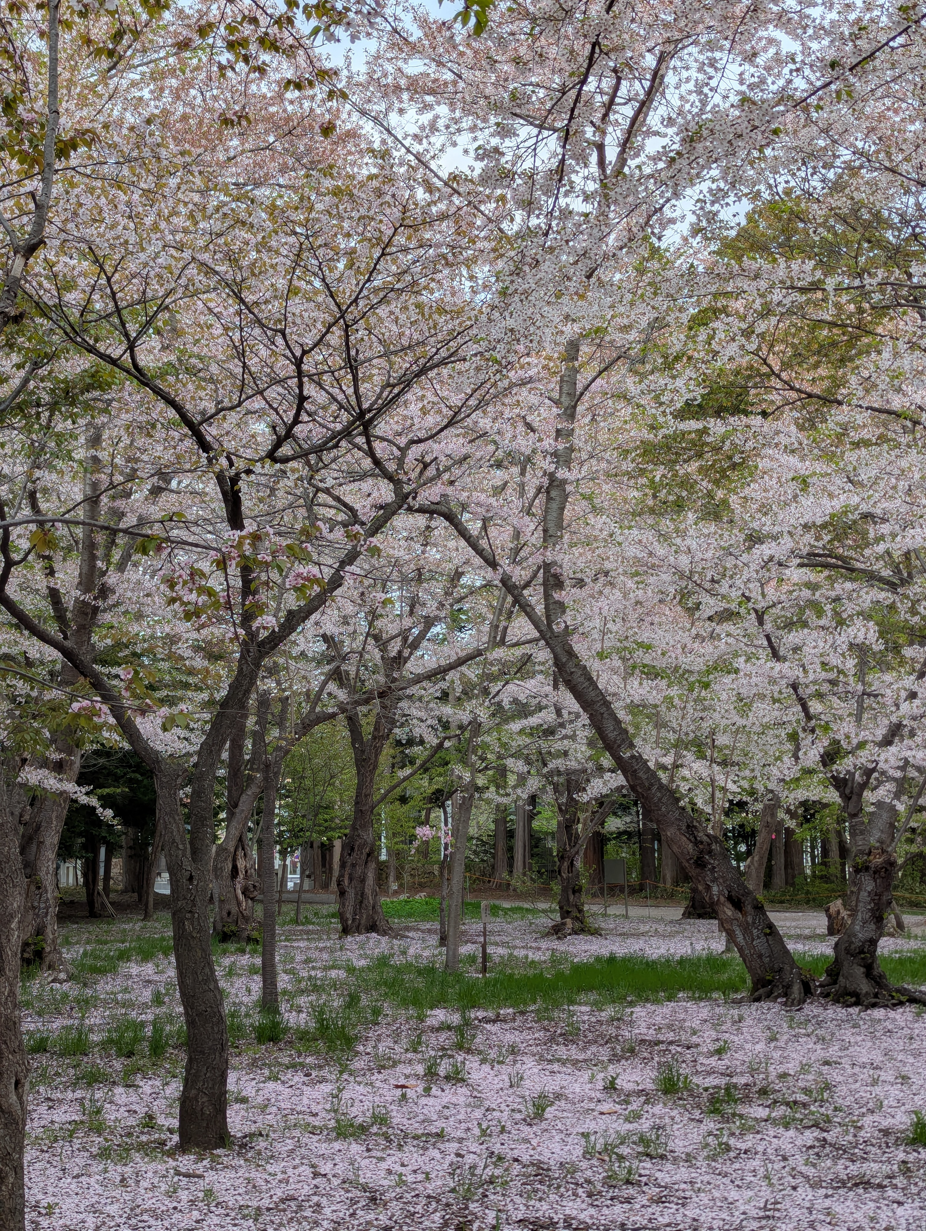 Hokkaido Shrine | Sapporo, Hokkaido 🇯🇵 Hokkaido Shrine, Sapporo